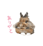 ライオンうさぎのぐんちゃん（個別スタンプ：2）