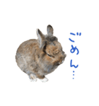 ライオンうさぎのぐんちゃん（個別スタンプ：3）