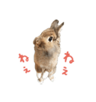ライオンうさぎのぐんちゃん（個別スタンプ：4）