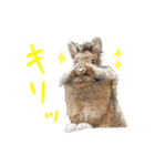 ライオンうさぎのぐんちゃん（個別スタンプ：5）
