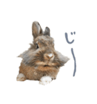ライオンうさぎのぐんちゃん（個別スタンプ：8）