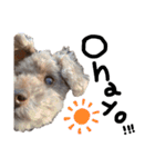 Aloha's sticker（個別スタンプ：1）