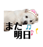 日本スピッツ スタンプ（個別スタンプ：6）