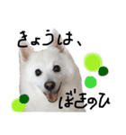 日本スピッツ スタンプ（個別スタンプ：14）