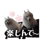 日本スピッツ スタンプ（個別スタンプ：15）
