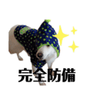 日本スピッツ スタンプ（個別スタンプ：31）
