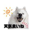 日本スピッツ スタンプ（個別スタンプ：33）