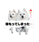 日本スピッツ スタンプ（個別スタンプ：35）