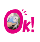 セキセイインコのクゥちゃん1〜日常編〜（個別スタンプ：1）
