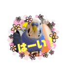 セキセイインコのクゥちゃん1〜日常編〜（個別スタンプ：3）
