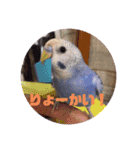 セキセイインコのクゥちゃん1〜日常編〜（個別スタンプ：4）