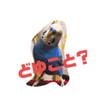 セキセイインコのクゥちゃん1〜日常編〜（個別スタンプ：7）