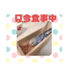 セキセイインコのクゥちゃん1〜日常編〜（個別スタンプ：8）