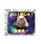 セキセイインコのクゥちゃん1〜日常編〜（個別スタンプ：9）