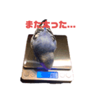 セキセイインコのクゥちゃん1〜日常編〜（個別スタンプ：10）