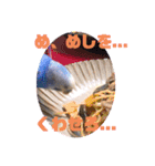 セキセイインコのクゥちゃん1〜日常編〜（個別スタンプ：11）