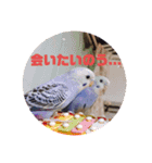 セキセイインコのクゥちゃん1〜日常編〜（個別スタンプ：15）