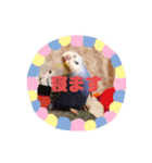 セキセイインコのクゥちゃん1〜日常編〜（個別スタンプ：16）