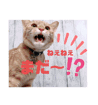 5ばんめ（個別スタンプ：11）