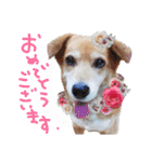 イラスト猫とうちの犬です！（個別スタンプ：18）