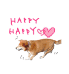 イラスト猫とうちの犬です！（個別スタンプ：19）