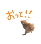 イラスト猫とうちの犬です！（個別スタンプ：20）
