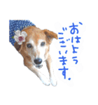 イラスト猫とうちの犬です！（個別スタンプ：21）