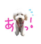 イラスト猫とうちの犬です！（個別スタンプ：25）