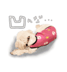 イラスト猫とうちの犬です！（個別スタンプ：26）