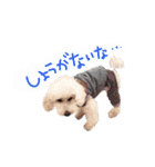 イラスト猫とうちの犬です！（個別スタンプ：27）