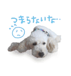 イラスト猫とうちの犬です！（個別スタンプ：29）