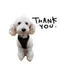 イラスト猫とうちの犬です！（個別スタンプ：31）