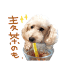イラスト猫とうちの犬です！（個別スタンプ：32）