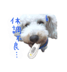 イラスト猫とうちの犬です！（個別スタンプ：33）