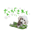 イラスト猫とうちの犬です！（個別スタンプ：35）