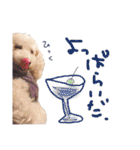 イラスト猫とうちの犬です！（個別スタンプ：36）