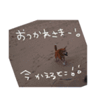 イラスト猫とうちの犬です！（個別スタンプ：38）