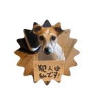 ジャックラッセルテリアの家族（個別スタンプ：9）