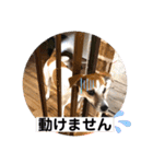 ジャックラッセルテリアの家族（個別スタンプ：31）