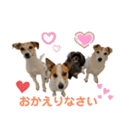 ジャックラッセルテリアの家族（個別スタンプ：36）