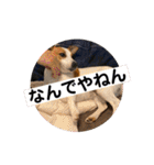 ジャックラッセルテリアの家族（個別スタンプ：37）