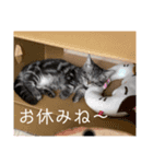 猫のコロンです（個別スタンプ：2）