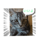 猫のコロンです（個別スタンプ：4）