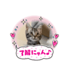 猫のコロンです（個別スタンプ：8）