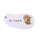 ぽけーっとしたうちゃぎっ（個別スタンプ：5）