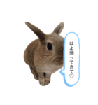 ぽけーっとしたうちゃぎっ（個別スタンプ：6）
