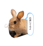 ぽけーっとしたうちゃぎっ（個別スタンプ：7）