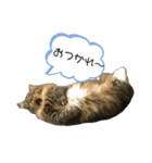 短足マンチカンのクリスタちゃん♀6（個別スタンプ：3）