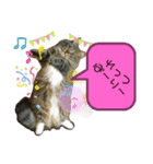 短足マンチカンのクリスタちゃん♀6（個別スタンプ：4）