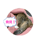 短足マンチカンのクリスタちゃん♀6（個別スタンプ：7）
